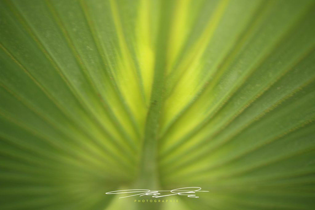 merge Florale Eindrücke