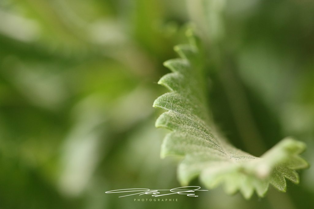 merge Florale Eindrücke