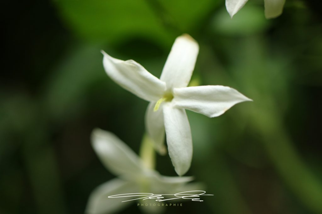merge Florale Eindrücke