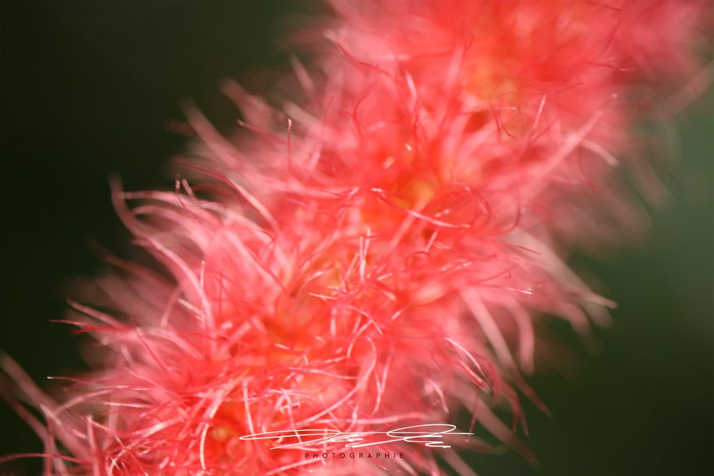 merge Florale Eindrücke