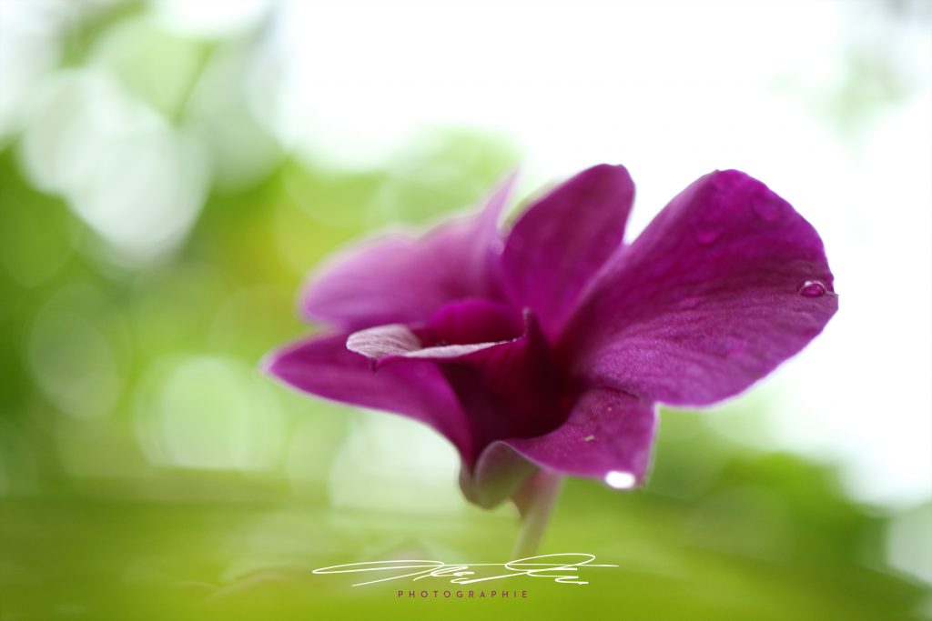 merge Florale Eindrücke