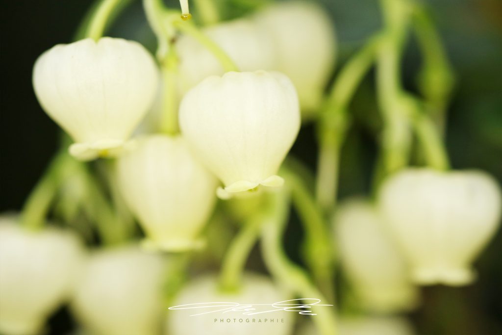 merge Florale Eindrücke
