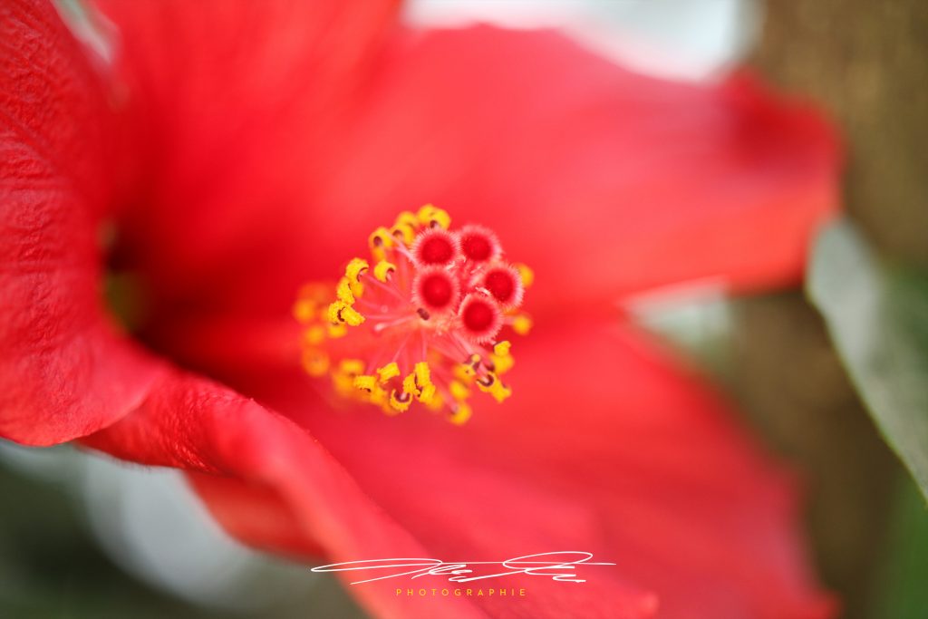 merge Florale Eindrücke