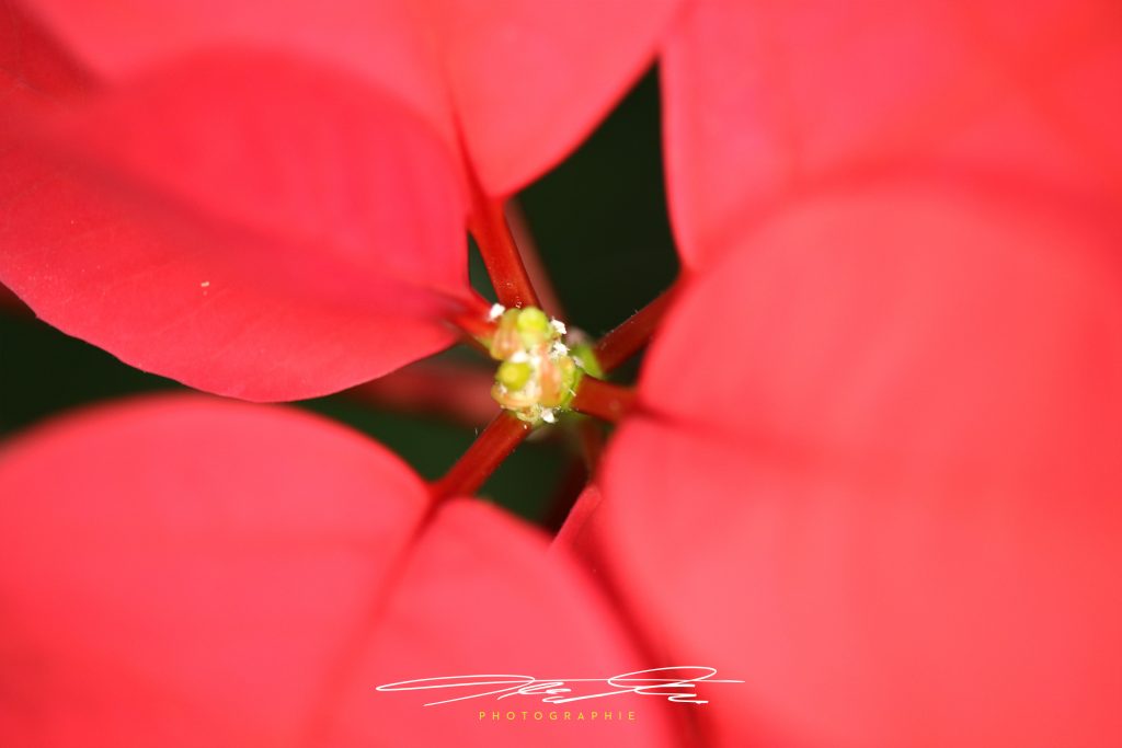 merge Florale Eindrücke