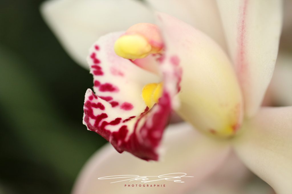 merge Florale Eindrücke