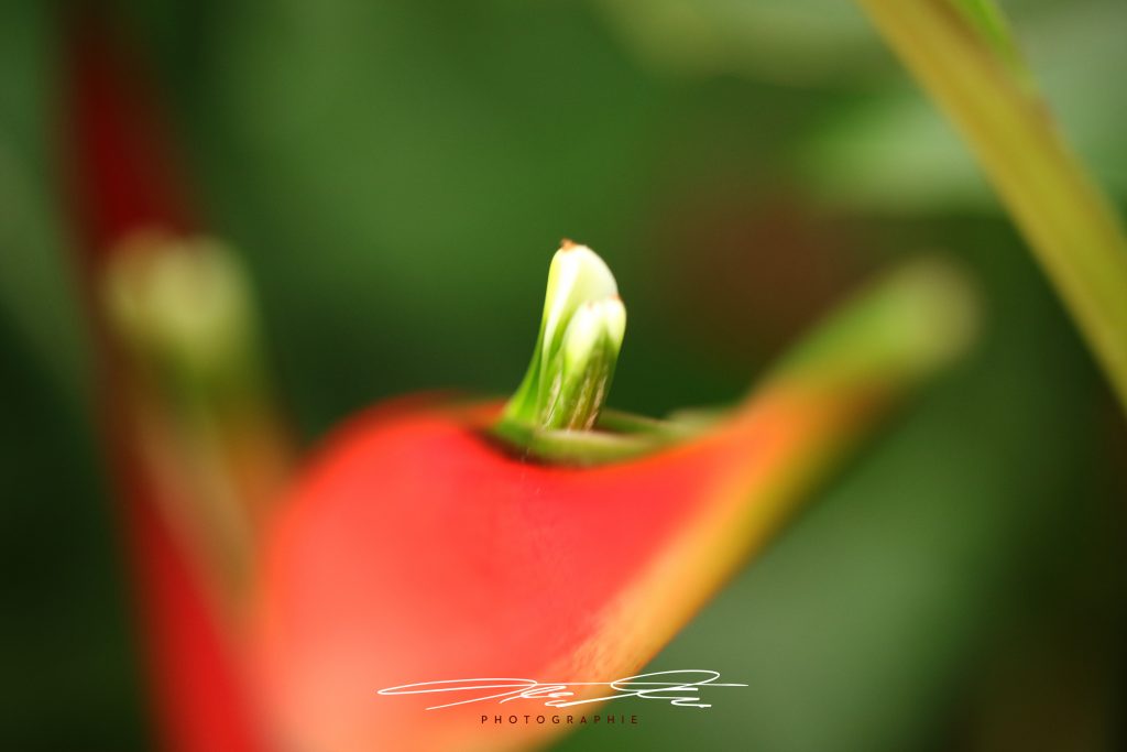 merge Florale Eindrücke