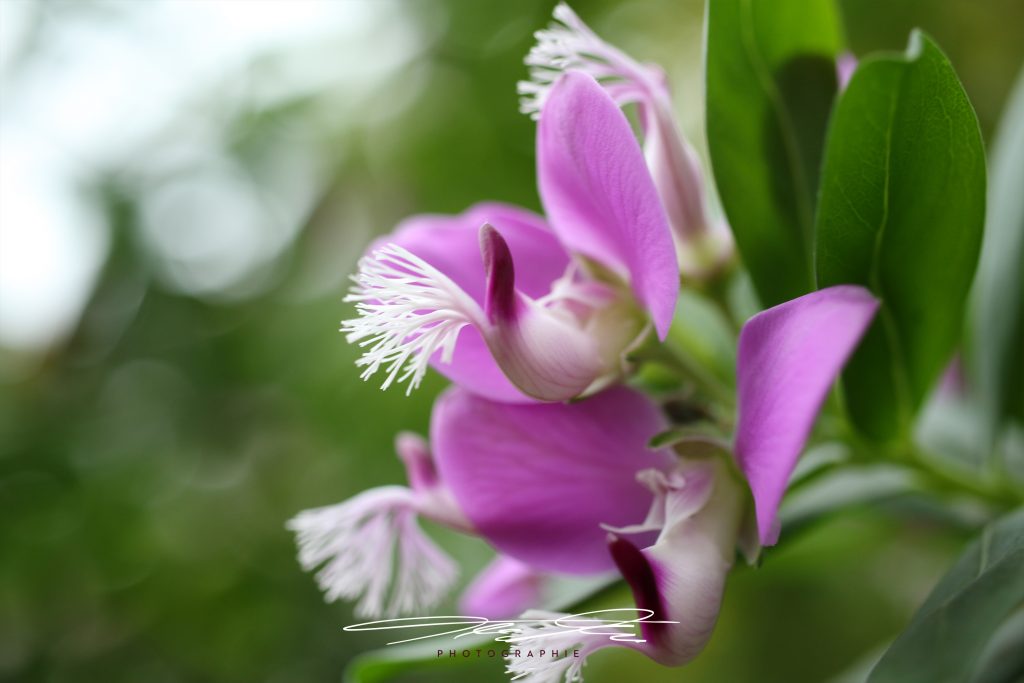 merge Florale Eindrücke