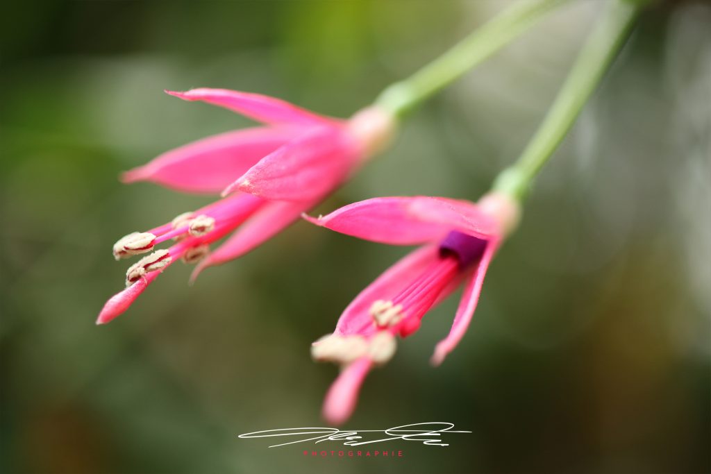 merge Florale Eindrücke