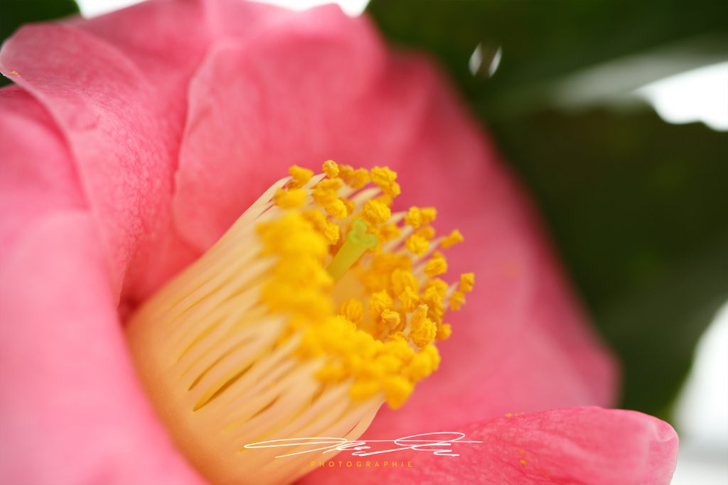 merge Florale Eindrücke