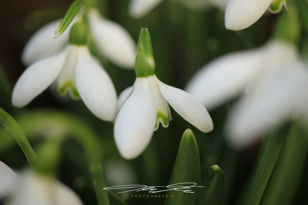merge Frühlingsboten