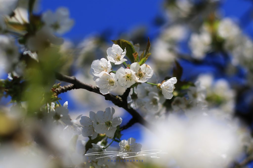 merge Kirschblüten in Blau/Weiß