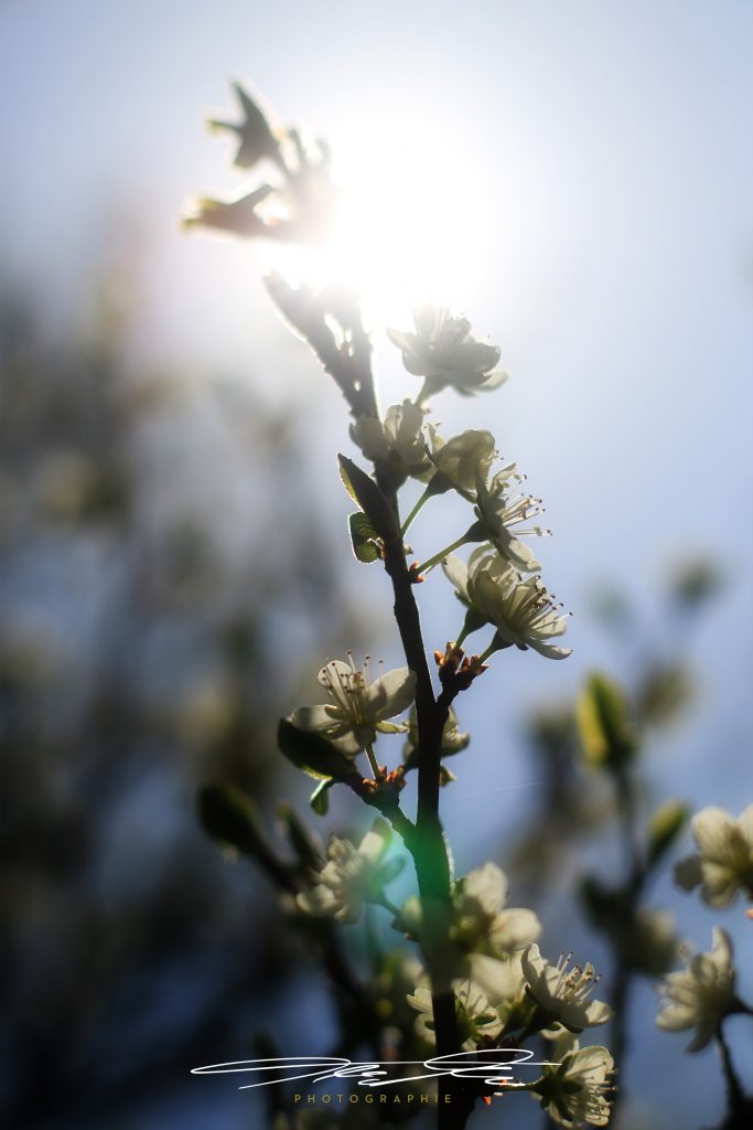 merge Kirschblüten im Gegenlicht