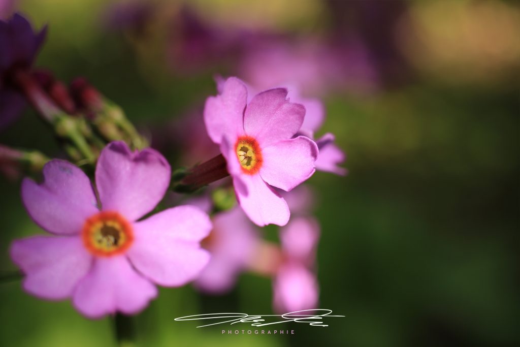 merge Pink/Grün Kontraste
