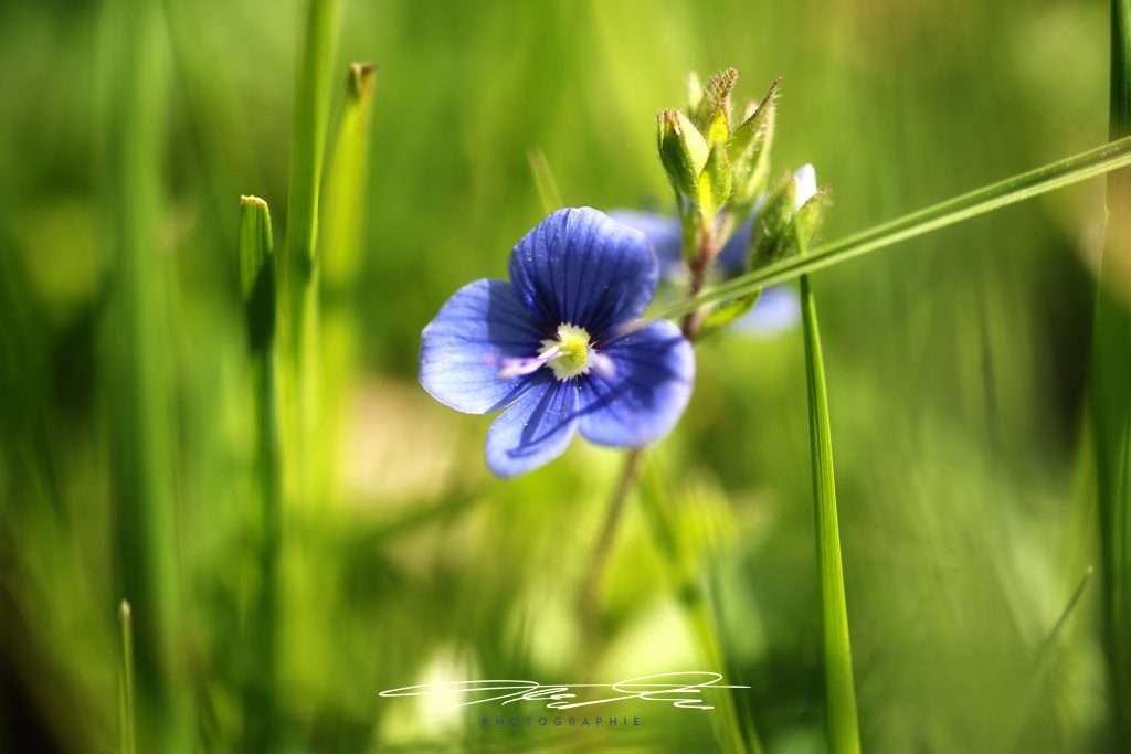 merge Blau/Grün Kontraste