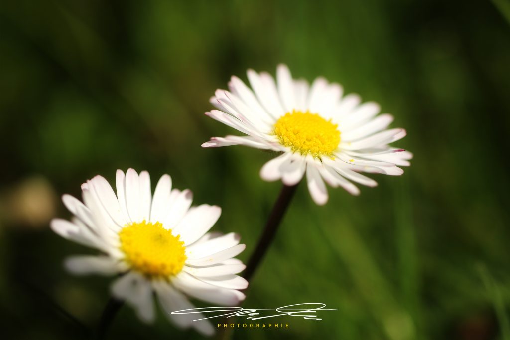 merge Gänseblümchen