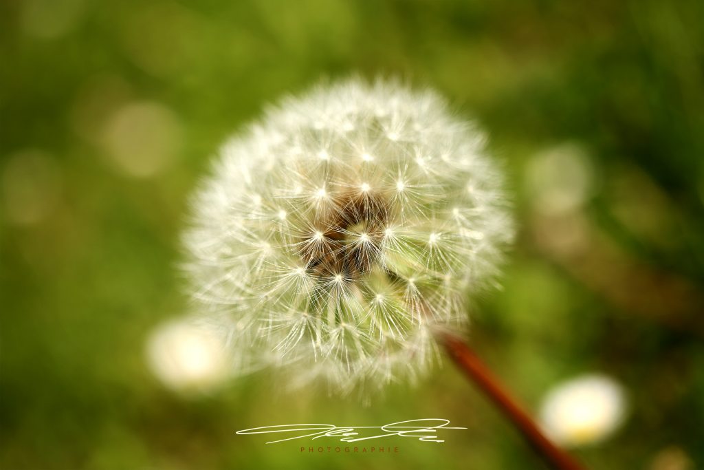 merge Pusteblume