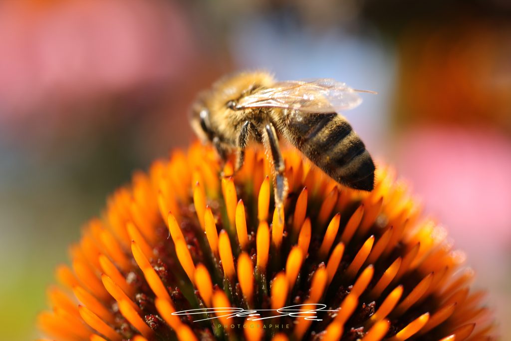 merge Bee@Work