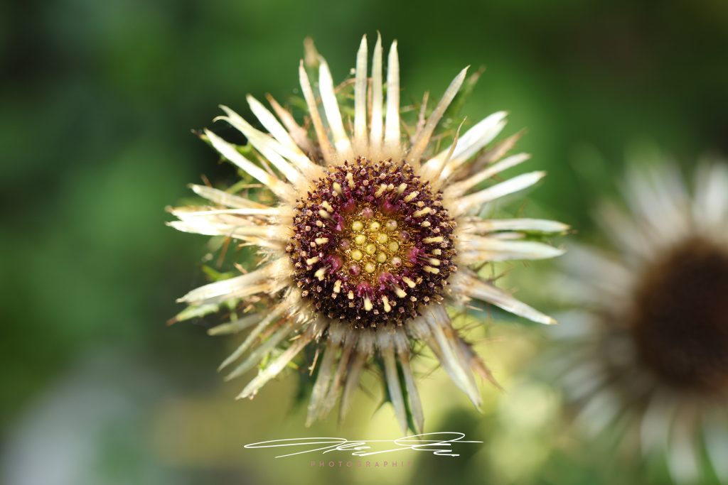 merge Distel in perfekter Symmetrie