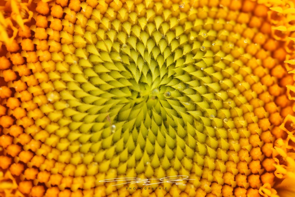 merge Sonnenblume II