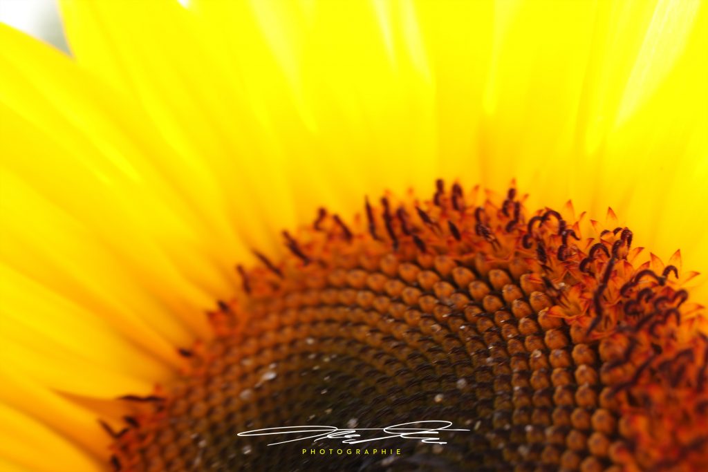 merge Sonnenblume I