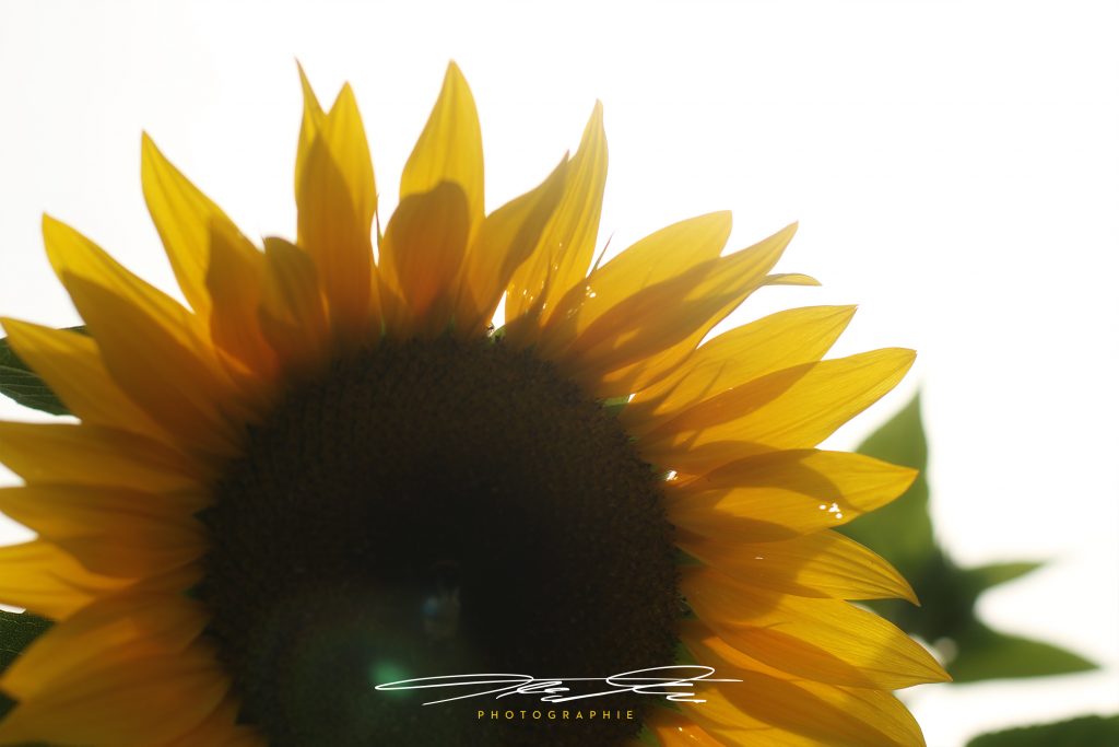 merge Sonnenblume im Gegenlicht