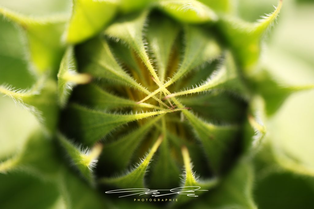 merge Schlafende Sonnenblume