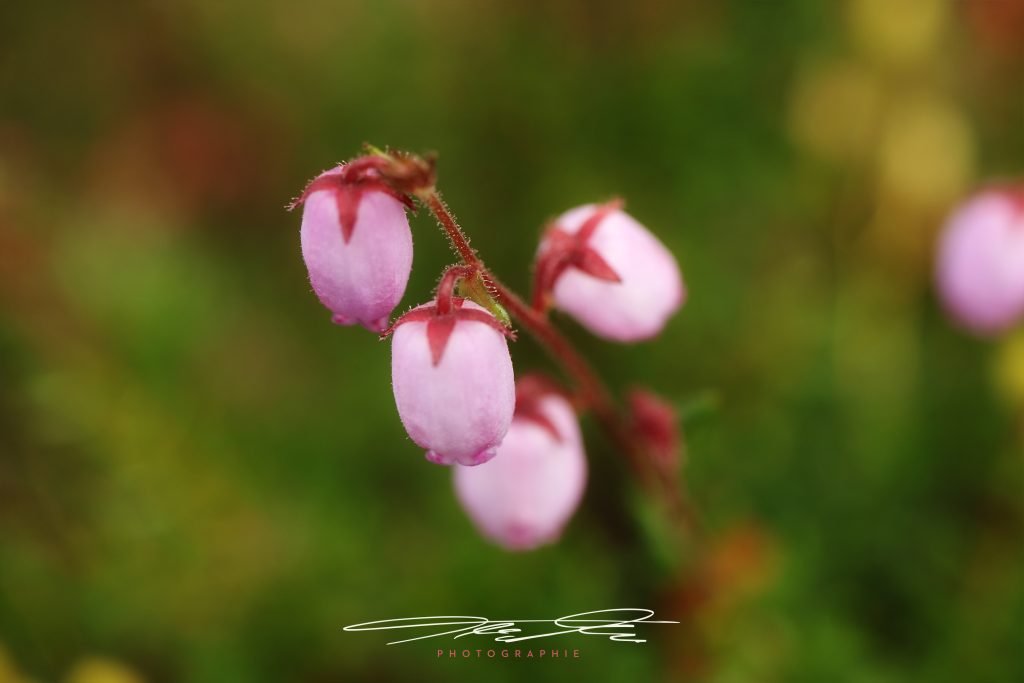 merge Pinke Glöckchen
