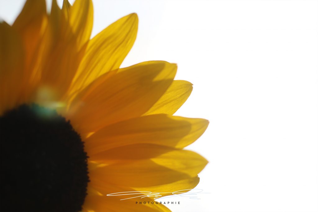merge Sonnenblume