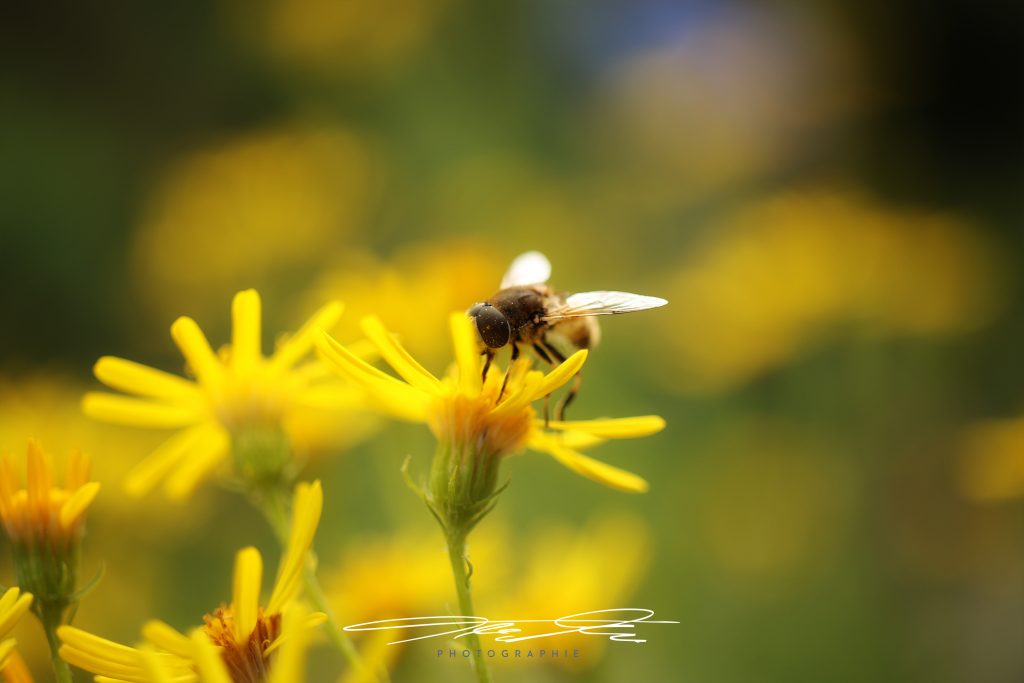 merge Bee@Work