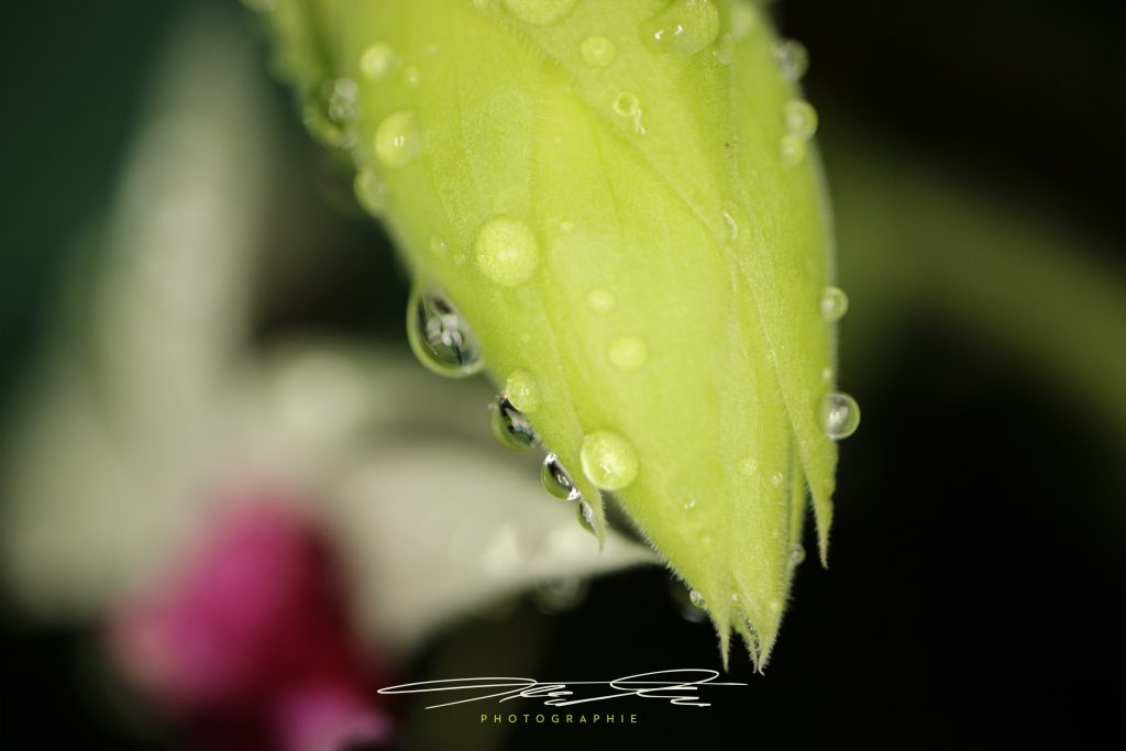 merge Silent Raindrops