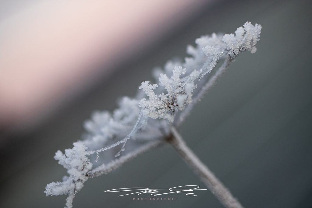 merge Eisblume