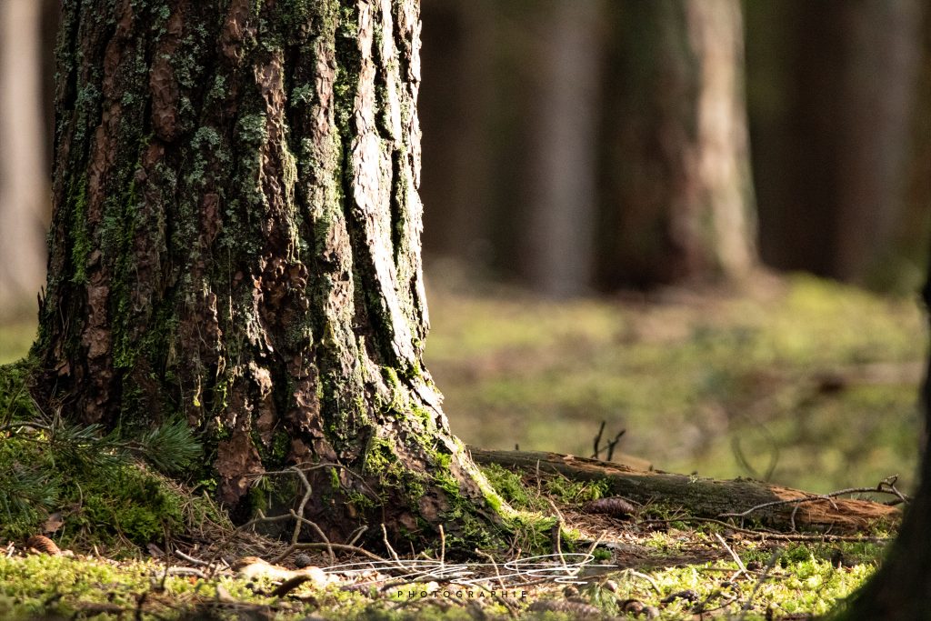 merge Frühlingserwachen im Wald