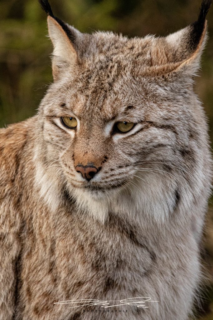 merge König des fränkischen Waldes