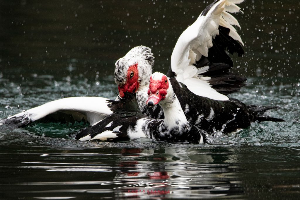 merge Rangelei im Wasser