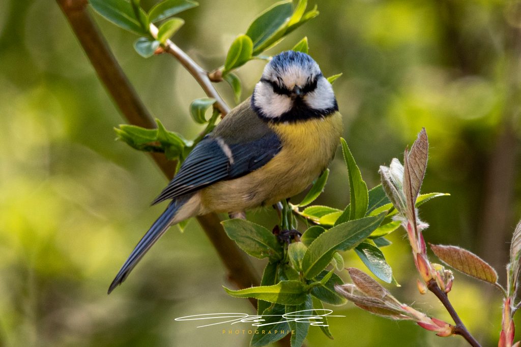 merge Angry Blue Tit