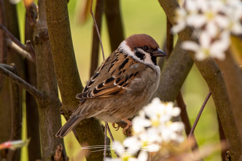 merge Ein Spatz im Garten