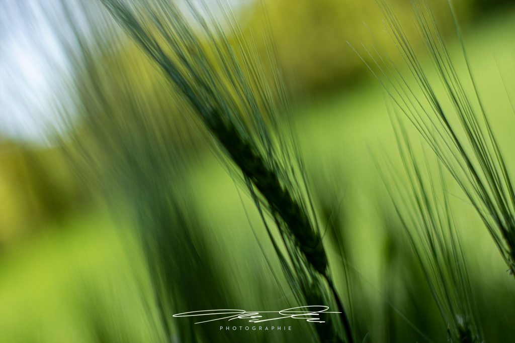 merge Ähren im Wind