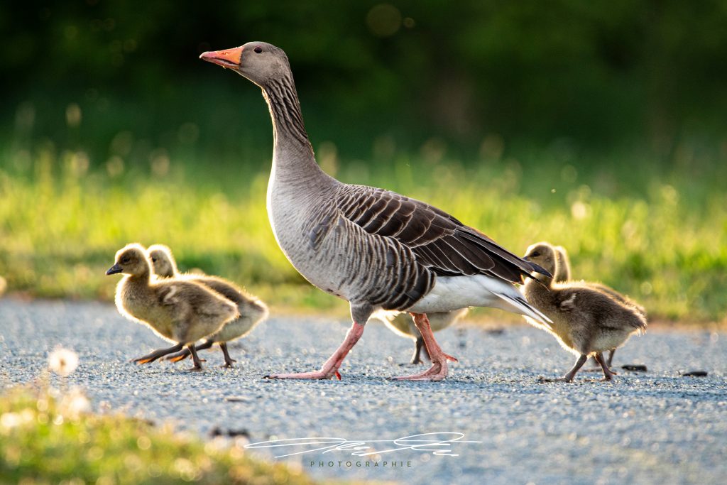 merge Familienausflug