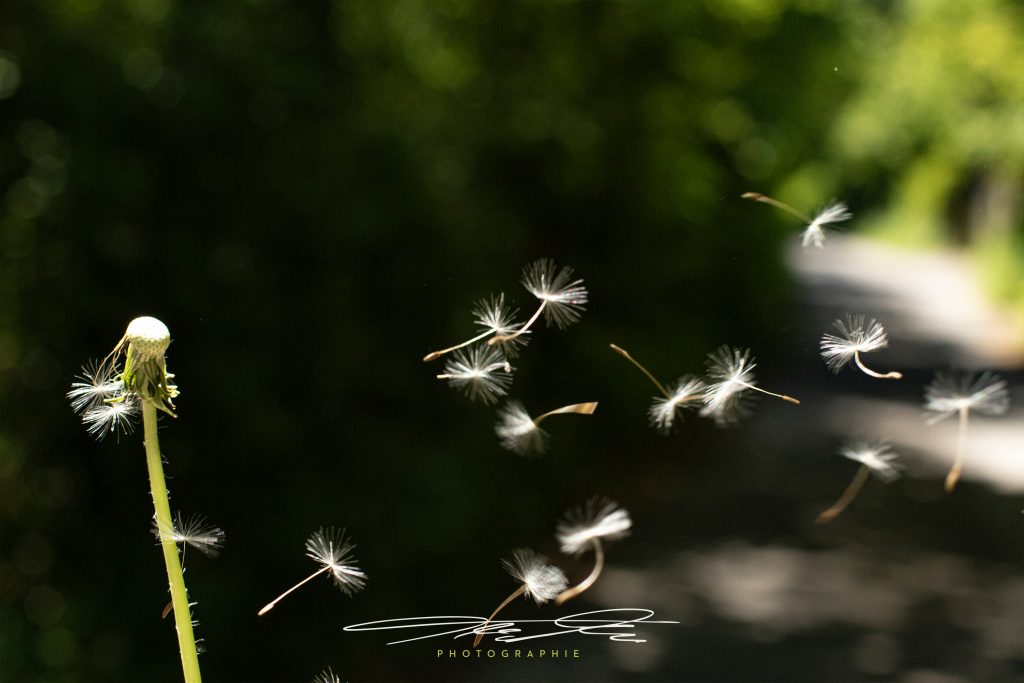 merge Little Parachutes