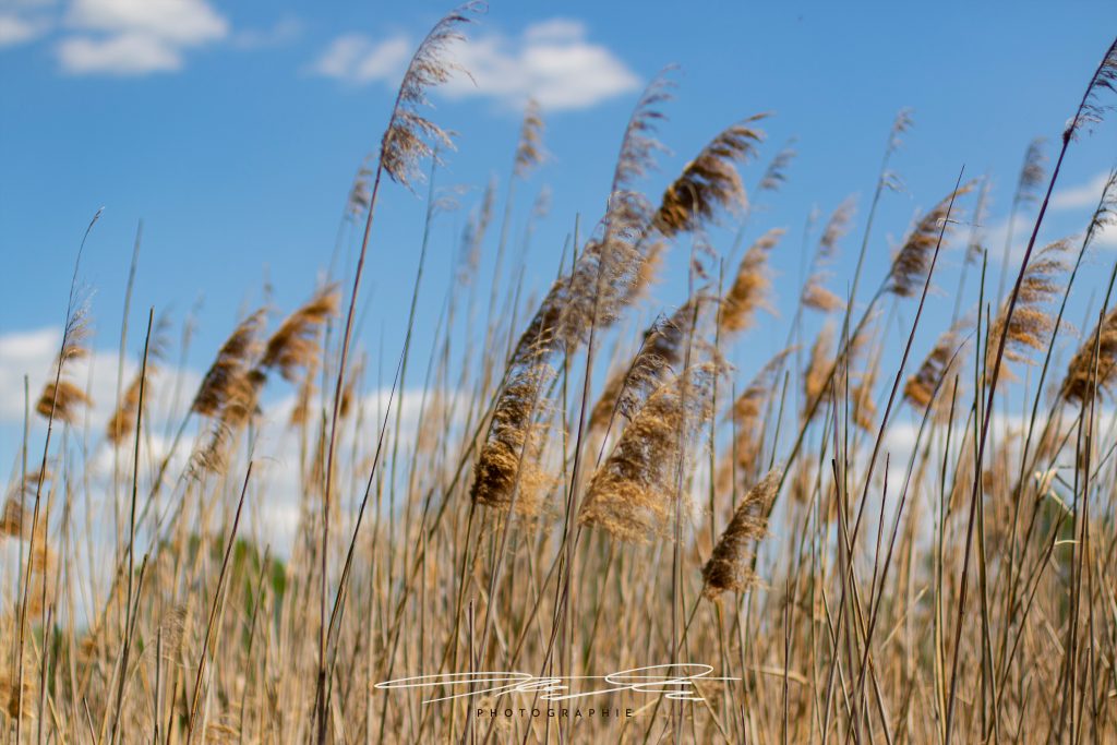 merge Schilf im Wind