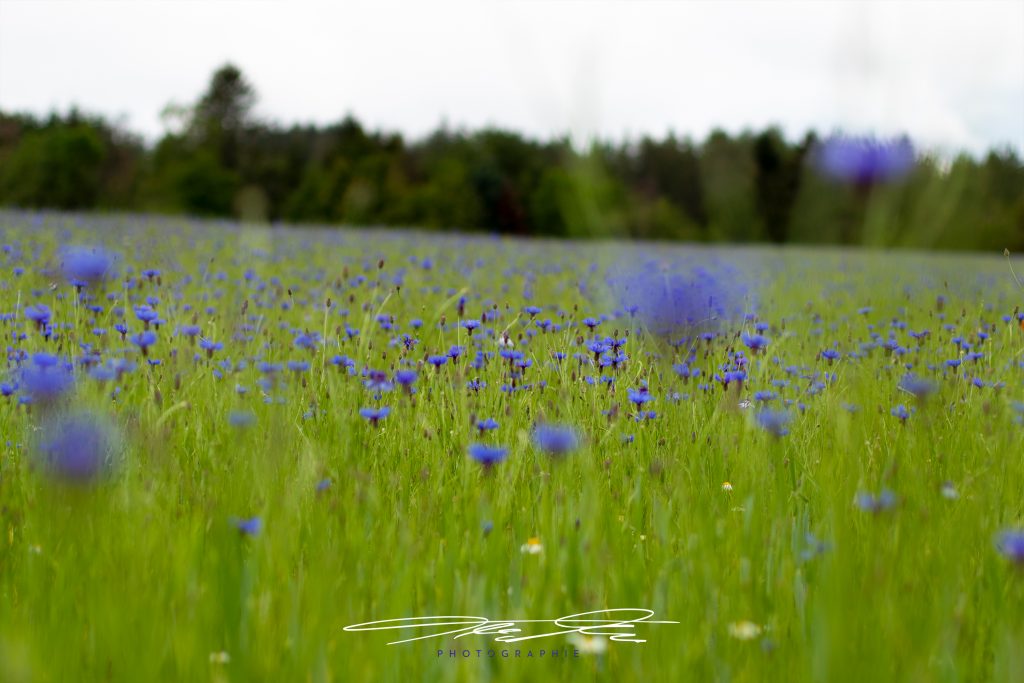 merge Blau in Grün