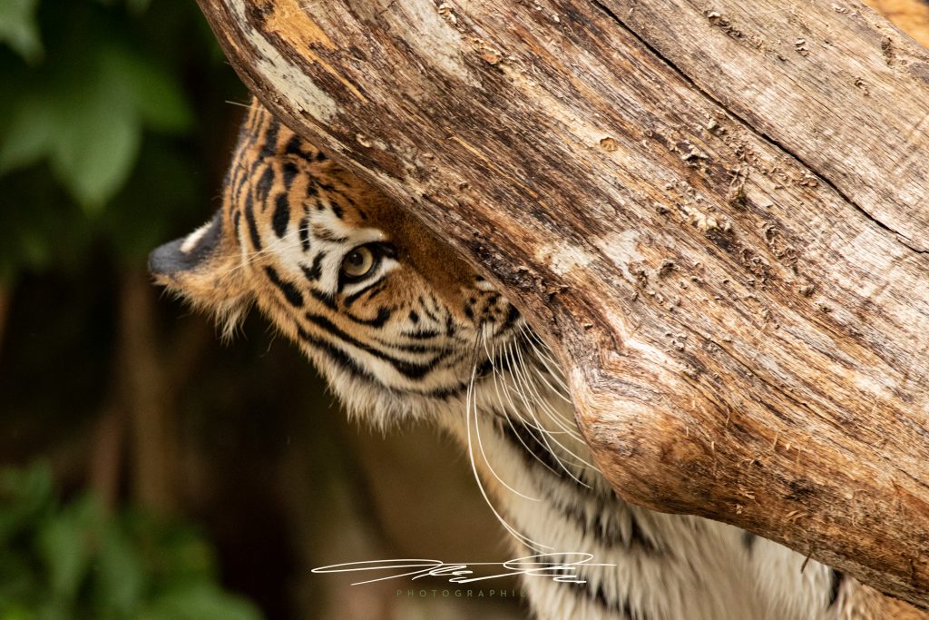 merge Hide and Seek