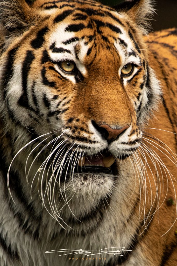 merge What a beauty