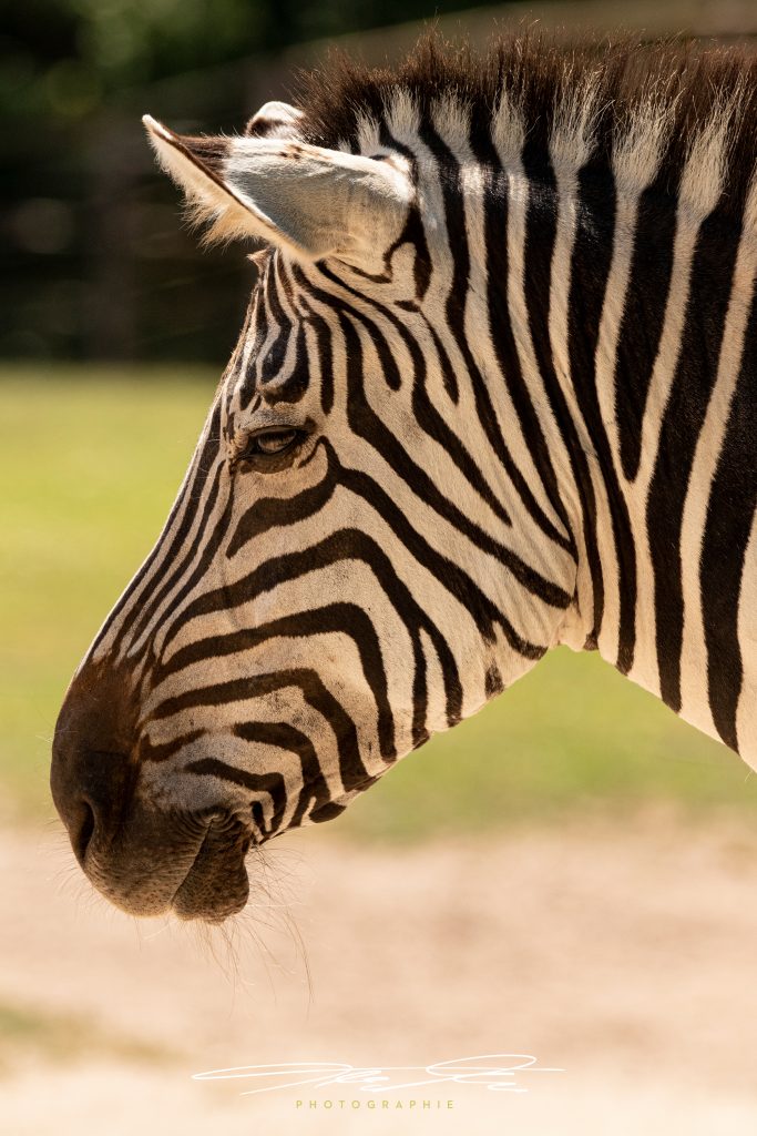 merge Stripes