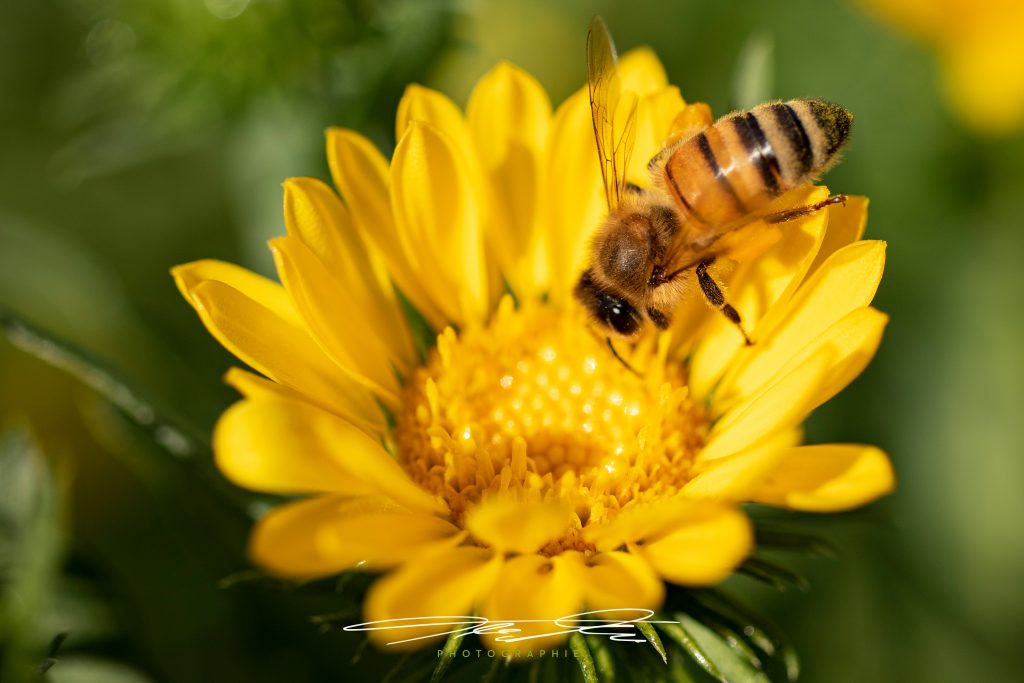 merge bee@work I
