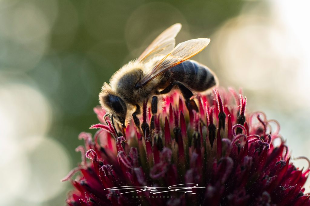 merge bee@work II