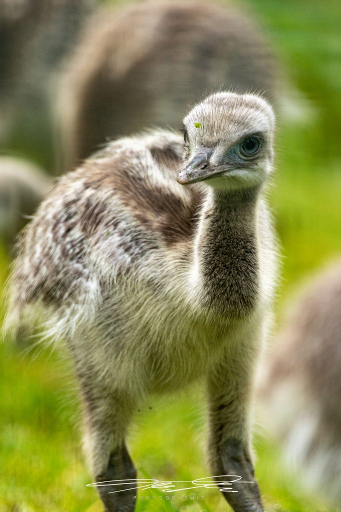 merge Little Nandu