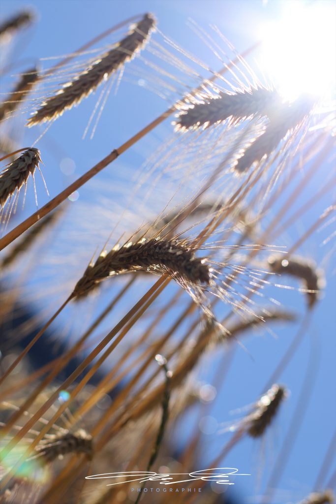 merge Grain in the back light
