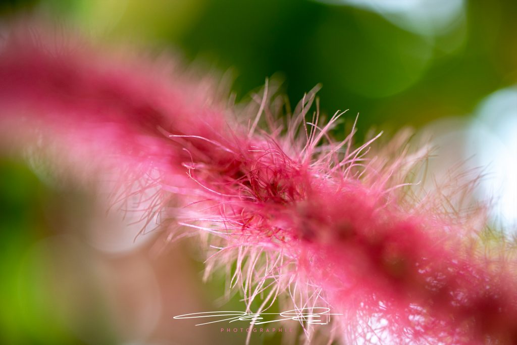 merge Just some flower