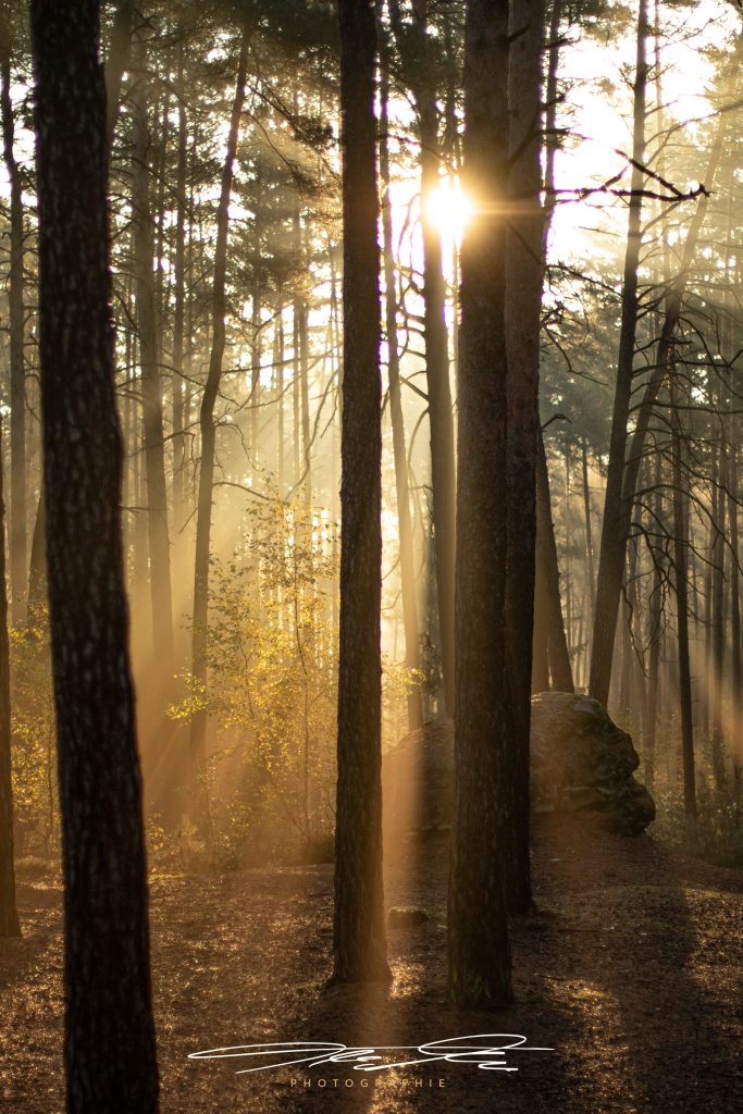 merge Ein Morgen im Wald